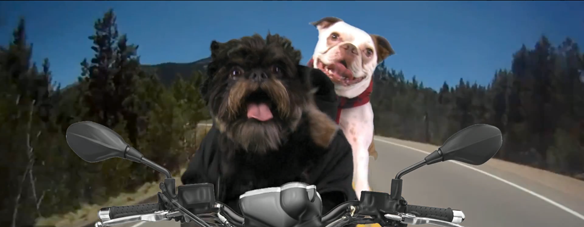 Watch Hilarious Dog Version Of One Direction's "Kiss You"