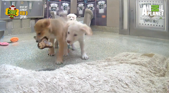 Here's Your Adorable Live Puppy Bowl Cam