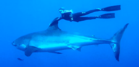 Fearless Woman Swims With Great White Shark