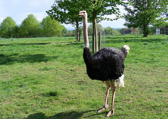 People used to think that when threatened, ostriches would bury their head in the ground, Marie Hale