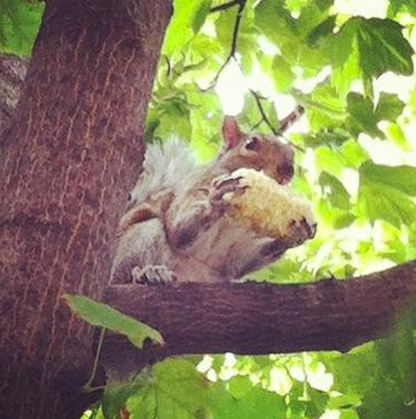 One time I saw a squirrel eating corn off the cob. ^____^