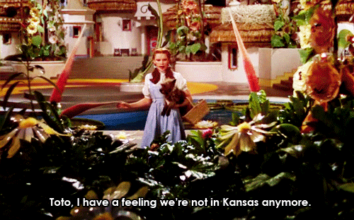 Toto-I-have-a-feeling-we-re-not-in-Kansas-anymore-toto-the-wizard-of-oz-25001749-500-311
