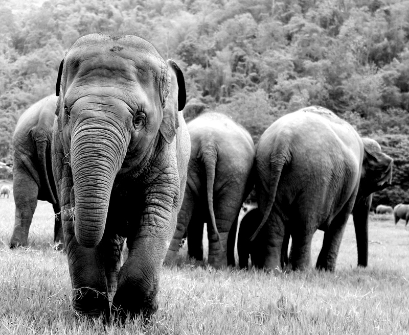 Faa Mai steps away from the herd at Elephant Nature Park