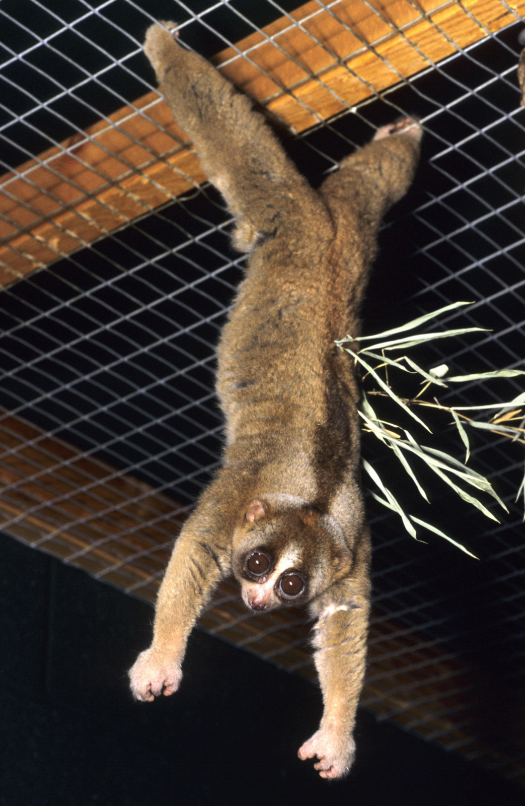 image - David Haring / Duke Lemur Center