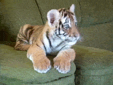 YouTube / Uyara Borges - Tiger