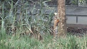YouTube / ZSL - Zoological Society of London
