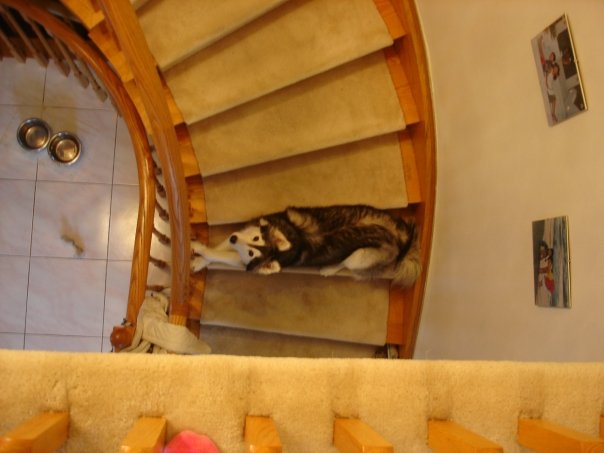 She's not allowed to go upstairs, but she'll try to sneak up one stair at a time. You can usually tell how badly she wants you to come downstairs by how far she's gone up the stairs. This is about 3/10 urgency. Credit: DONG_OF_JUSTICE /  Imgur