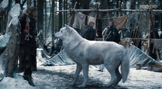 ghost-dire-wolf-game-of-thrones2