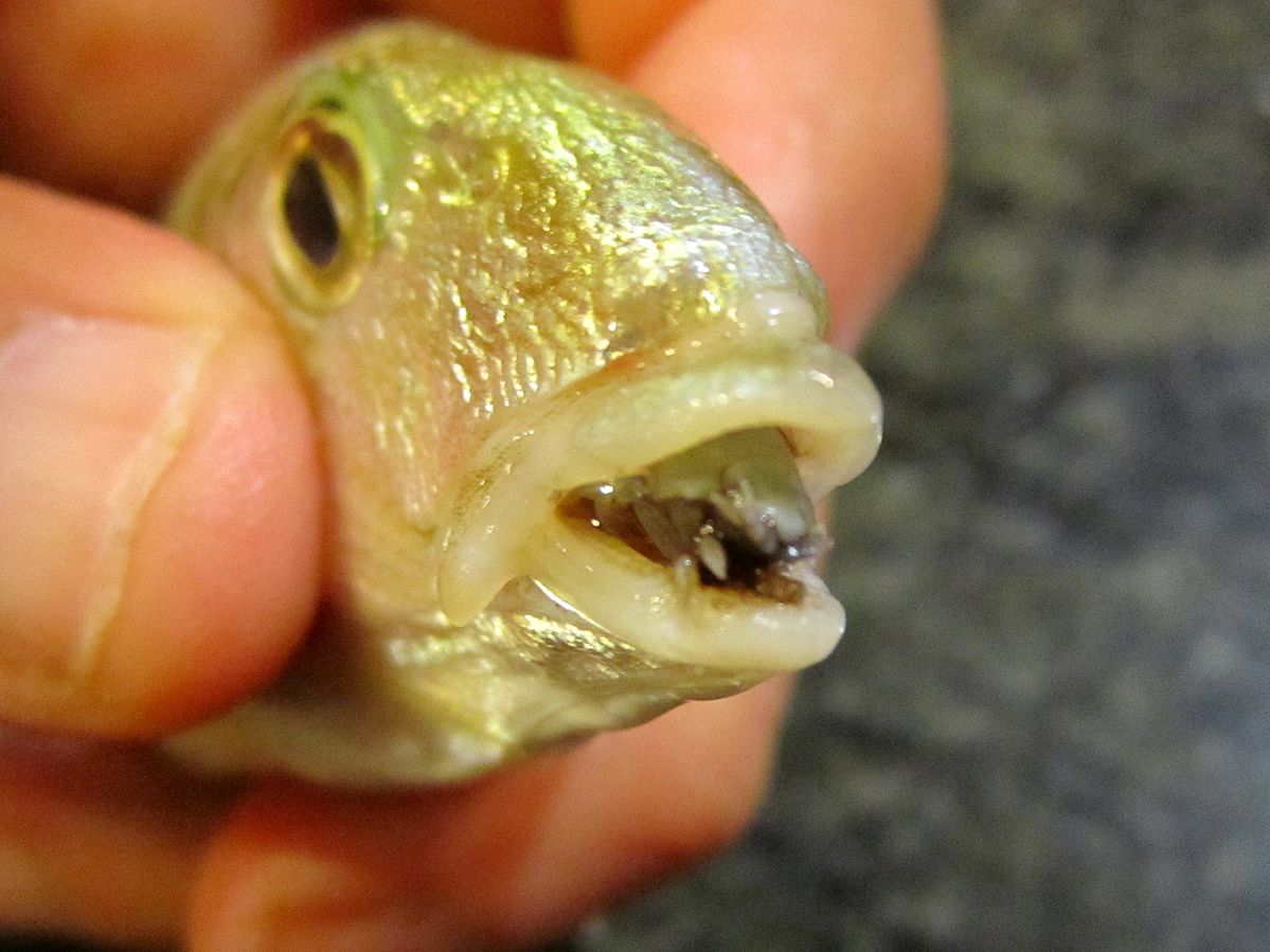 Isopode marino, endoparassita di pesci Osteitti. Si ancora, tramie uncini, all'interno del cavo orale dell'ospite sostituendosi alla lingua. L'ospite è Lithognathus mormyrus. Source: Wikipedia