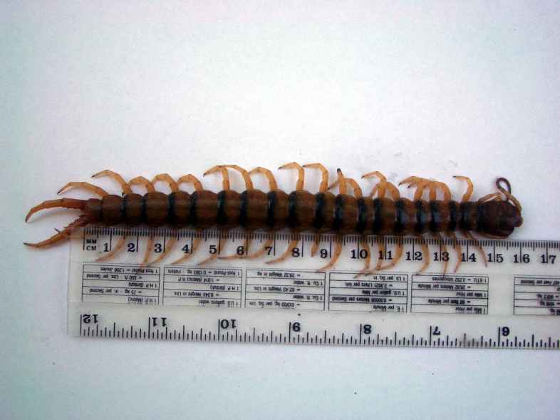 Giant centipede 16 cm long, photographed by John Hill 