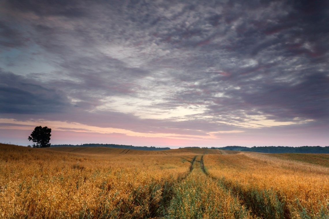 iStockPhoto / MLiberra