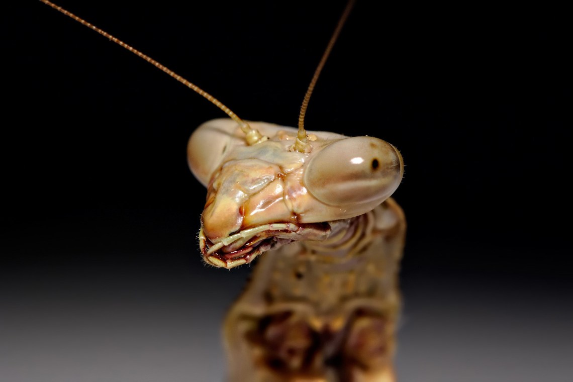 Close-up image of a mantis' face, via Fir0002
