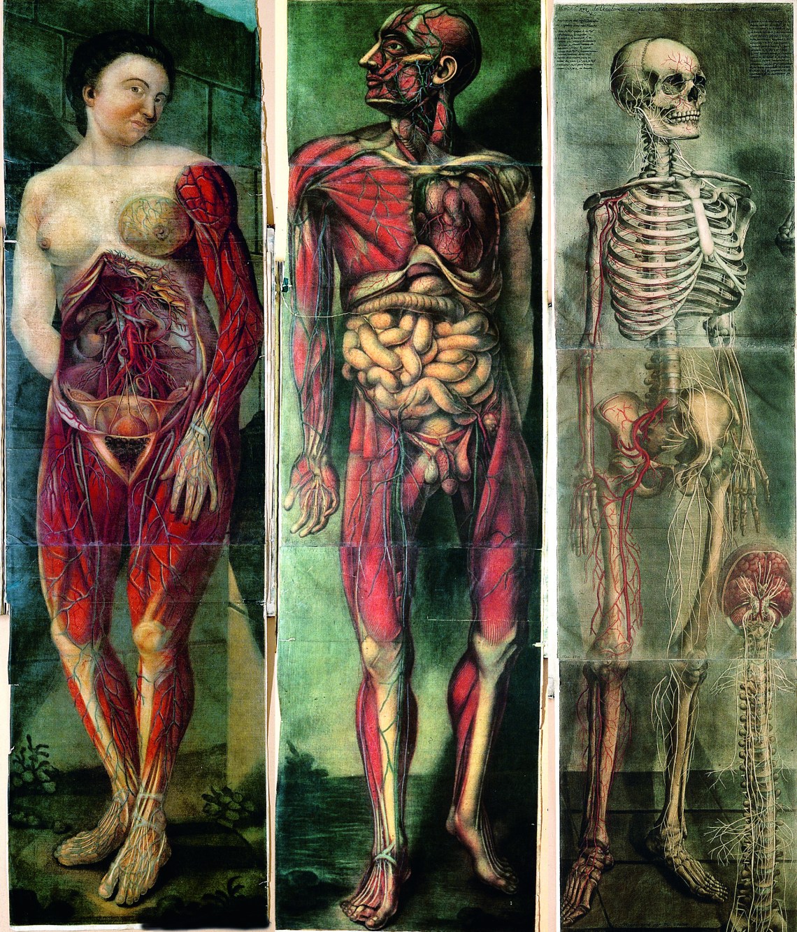 Three plates from the first full-colour anatomical atlas – Jacques Fabien Gautier d’Agoty’s Myologie (1746-48). (via)