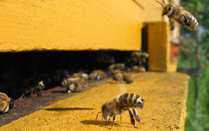 All the Bees Are Dying and the Consequences Seem Bleak