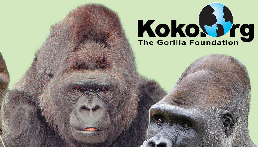 koko gorilla plush
