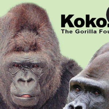 Koko, The “Talking” Gorilla
