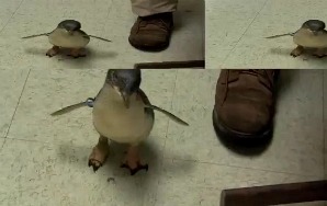 Screw It, Here’s a Video of a Baby Penguin Being Tickled