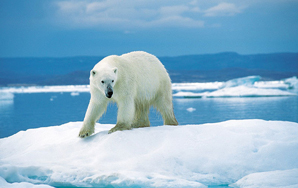 Polar Bear Impersonator