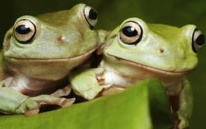 10 Plagues For 2012