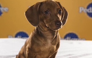 AHHHH SO CUTE: Here's Your 2013 Puppy Bowl Line Up