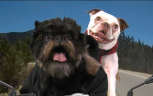 Watch Hilarious Dog Version Of One Direction’s “Kiss You”