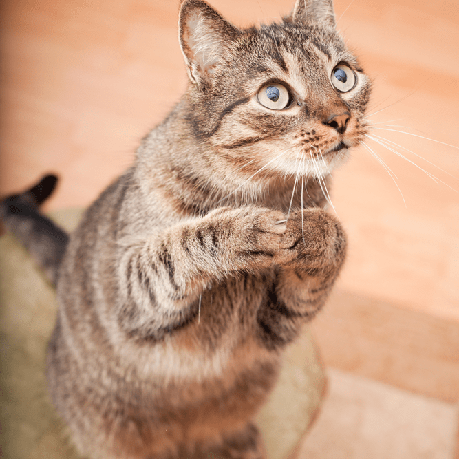 Do We Need Animals That Aren’t Cats? Thought Catalog