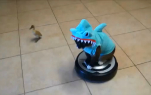 Here’s Your Video Of A Cat-Shark On A Roomba, Chasing A Duckling