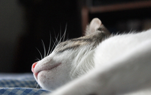9 GIFs That Will Make You Want To Go To Sleep…With Cats