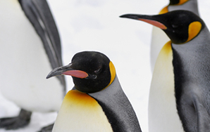 Why Penguins Have A Forwarder Culture Than People