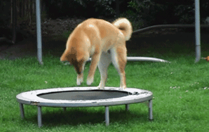 Here Are Some GIFs Of Animals Jumping On Trampolines