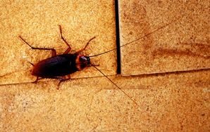 How To Handle A Scary Bug That’s Terrorizing Your Home In 7 Simple Steps