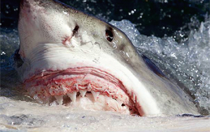 10 Terrifying Facts About Sharks