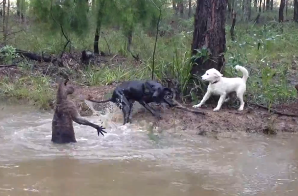 Watch This Real Video Of A Kangaroo And Dog Fighting