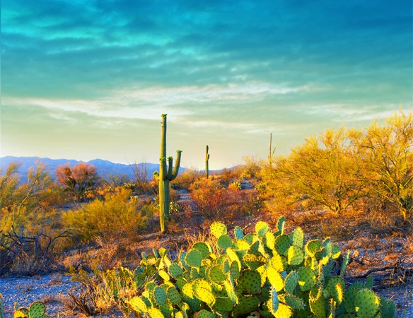 3 Reasons Why Arizona Is The Worst State | Thought Catalog