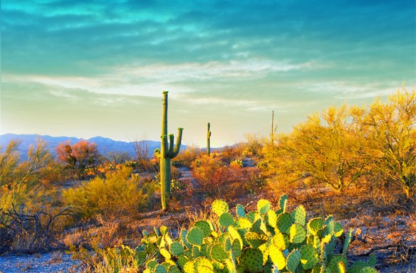 33 Signs You’re From Arizona