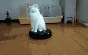 Here Are Some GIFs of Animals Riding On Roombas