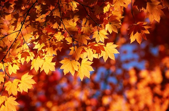 10 Ways You Know Autumn Is Your Season