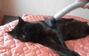Here’s Your Video Of Cats Who Love Being Vacuumed