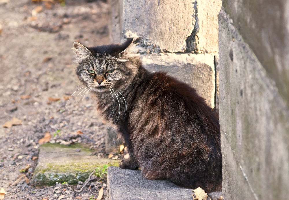 17 Reasons Cats Are The Only Life Companions You’ll Ever Need Thought Catalog