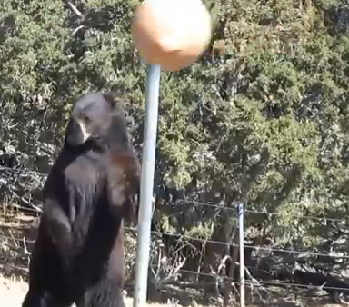 Watch This Bear Star In The Most Important Video In The History Of Tetherball