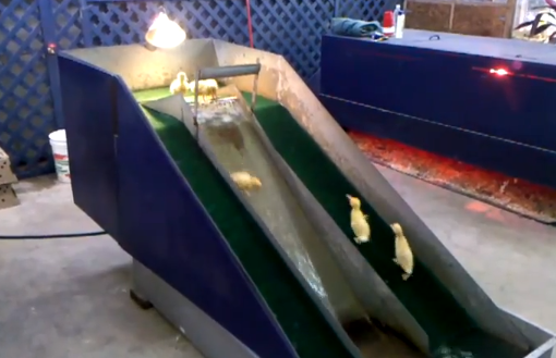 This Video Of Cute Ducklings Going Down A Water Slide Is What You Will Be Watching On Repeat For Eternity