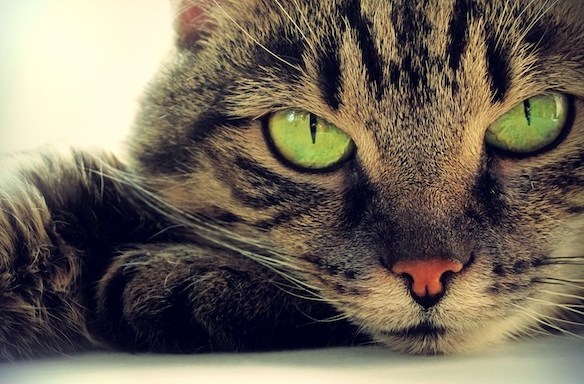 5 Things Owning A Cat Has Taught Me About Relationships
