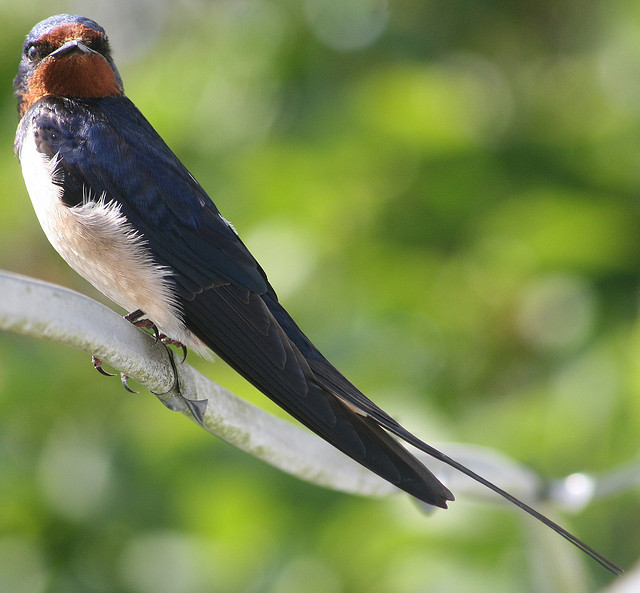 Reclaiming California Swallow’s Day Parade Thought Catalog