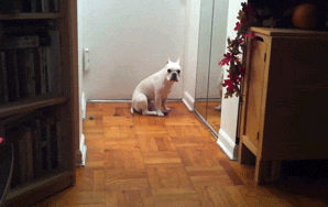 French Bulldog Listens To Adele, Proceeds To Get Adorably Sad