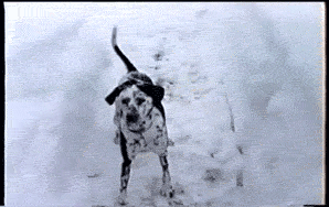 Watch This Energetic Dog Prance Around In 54″ Of Snow. Merry Christmas!
