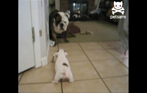 Watch This Cute Bulldog Puppy Bark At Her Mom. What Happens Next Is Hysterical.