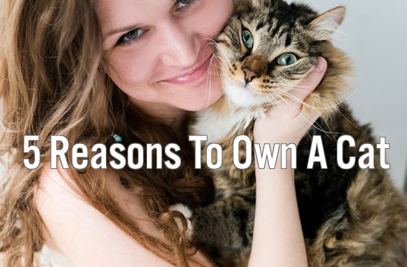 5 Reasons To Own A Cat