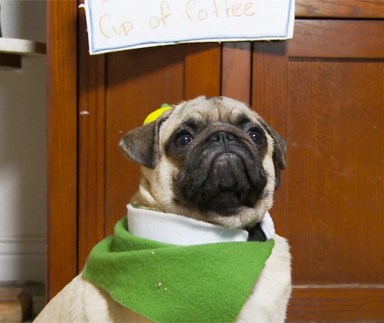 If Christmas Couldn’t Get Any Better, Here’s Pugs Reenacting The Movie ‘Elf’