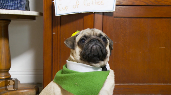 If Christmas Couldn’t Get Any Better, Here’s Pugs Reenacting The Movie ‘Elf’