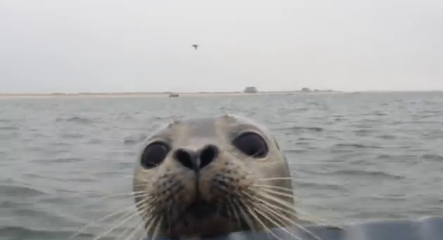This Adorable Seal Does The Unthinkable And Looks Incredibly Cute Doing It